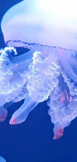 Water Jellyfish Marine Invertebrates Live Wallpaper