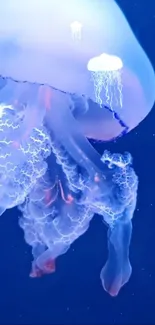 Water Jellyfish Marine Invertebrates Live Wallpaper