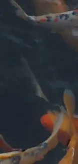 Water Koi Fluid Live Wallpaper