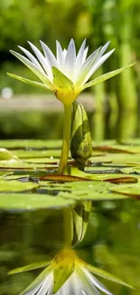 Water lily reflecting on a tranquil pond surface.