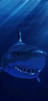 A majestic shark swimming in deep blue ocean waters.