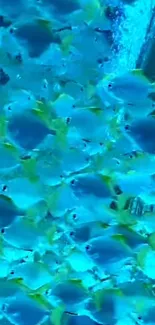 Water Liquid Blue Live Wallpaper