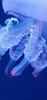 Water Liquid Jellyfish Live Wallpaper