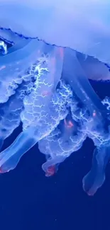 Water Liquid Jellyfish Live Wallpaper