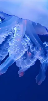 Water Liquid Jellyfish Live Wallpaper