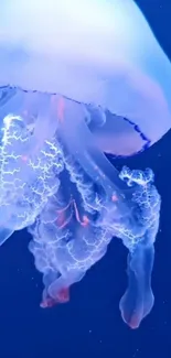 Water Liquid Jellyfish Live Wallpaper