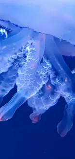 Water Liquid Jellyfish Live Wallpaper