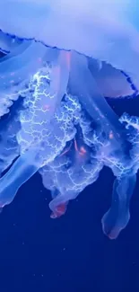 Water Liquid Jellyfish Live Wallpaper