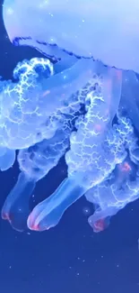 Water Liquid Jellyfish Live Wallpaper