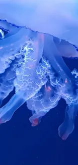 Water Liquid Jellyfish Live Wallpaper