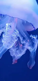 Water Liquid Jellyfish Live Wallpaper