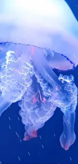 Water Liquid Jellyfish Live Wallpaper