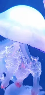 Water Liquid Jellyfish Live Wallpaper