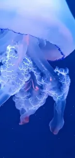 Water Liquid Jellyfish Live Wallpaper