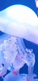 Water Liquid Jellyfish Live Wallpaper