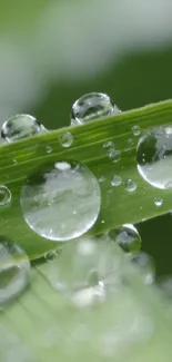 Water Liquid Leaf Live Wallpaper