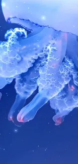 Water Liquid Marine Invertebrates Live Wallpaper