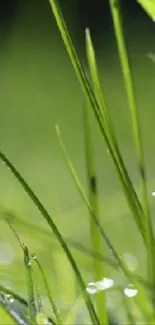 Close-up of vibrant green grass wallpaper with dewdrops and blurred background.