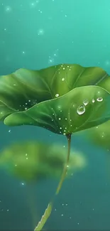 Water Liquid Plant Live Wallpaper