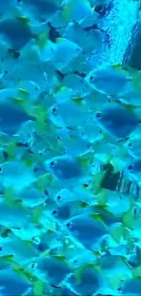 Water Liquid Vertebrate Live Wallpaper