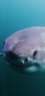 Water Mammal Underwater Live Wallpaper