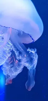 Water Marine Invertebrates Jellyfish Live Wallpaper