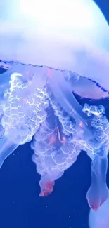 Water Marine Invertebrates Jellyfish Live Wallpaper