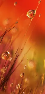 Water Orange Plant Live Wallpaper