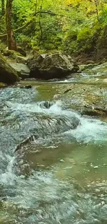 Serene forest stream with flowing water over rocks.