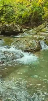 Forest stream with green foliage and flowing water.