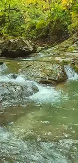 Serene forest stream with lush greenery.