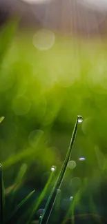 Water Plant Grass Live Wallpaper