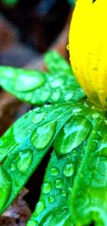 Yellow flower with raindrops on green leaves close-up.