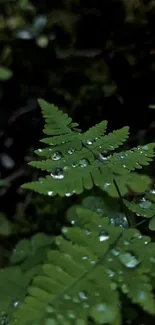 Closeup of green fern leaves with dewdrops in a forest setting.