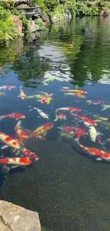 Colorful koi fish swimming in a tranquil pond.