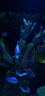 Water Racy Reef Live Wallpaper