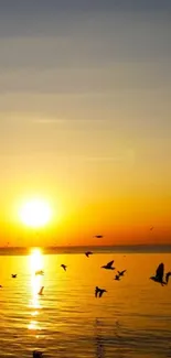 Water Sky Bird Live Wallpaper