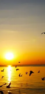 Water Sky Bird Live Wallpaper