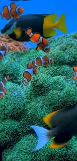 Water Vertebrate Anemone Fish Live Wallpaper