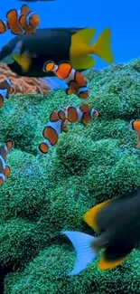 Water Vertebrate Anemone Fish Live Wallpaper