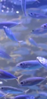 Water Vertebrate Blue Live Wallpaper