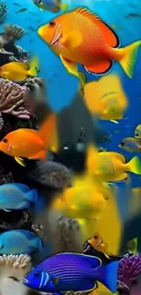 Colorful fish swimming over a coral reef.