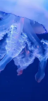 Water Vertebrate Liquid Live Wallpaper