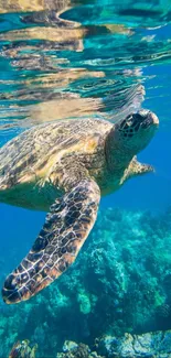 Water Vertebrate Loggerhead Sea Turtle Live Wallpaper