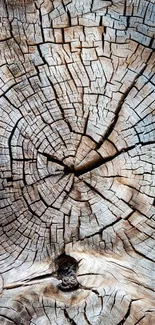 Close-up of weathered tree rings showing intricate wood patterns.