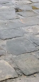 Wet stone path with natural texture in gray hues.