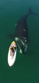 Whale swimming near a paddleboarder in the ocean.