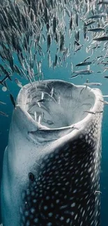 Whale shark swimming among fish in the ocean.