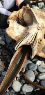 Whale skull on a rocky beach, nature-themed wallpaper.