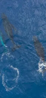 Aerial view of swimming whales in a vibrant blue ocean.